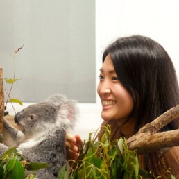 Lexis Juniors Wildlife Hero Koala Uai